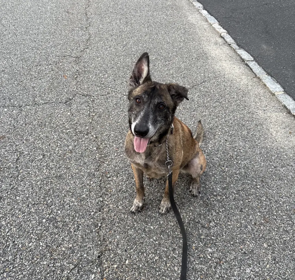 Millie - NJ
