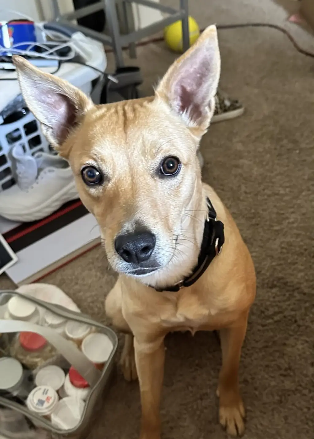Bo