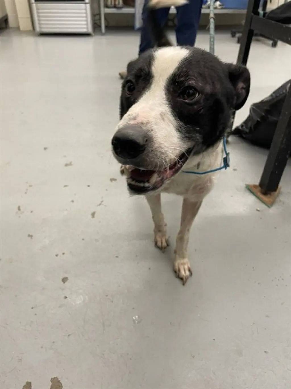 ELVIS