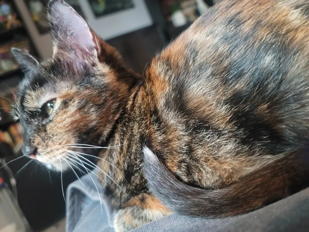 Pepper