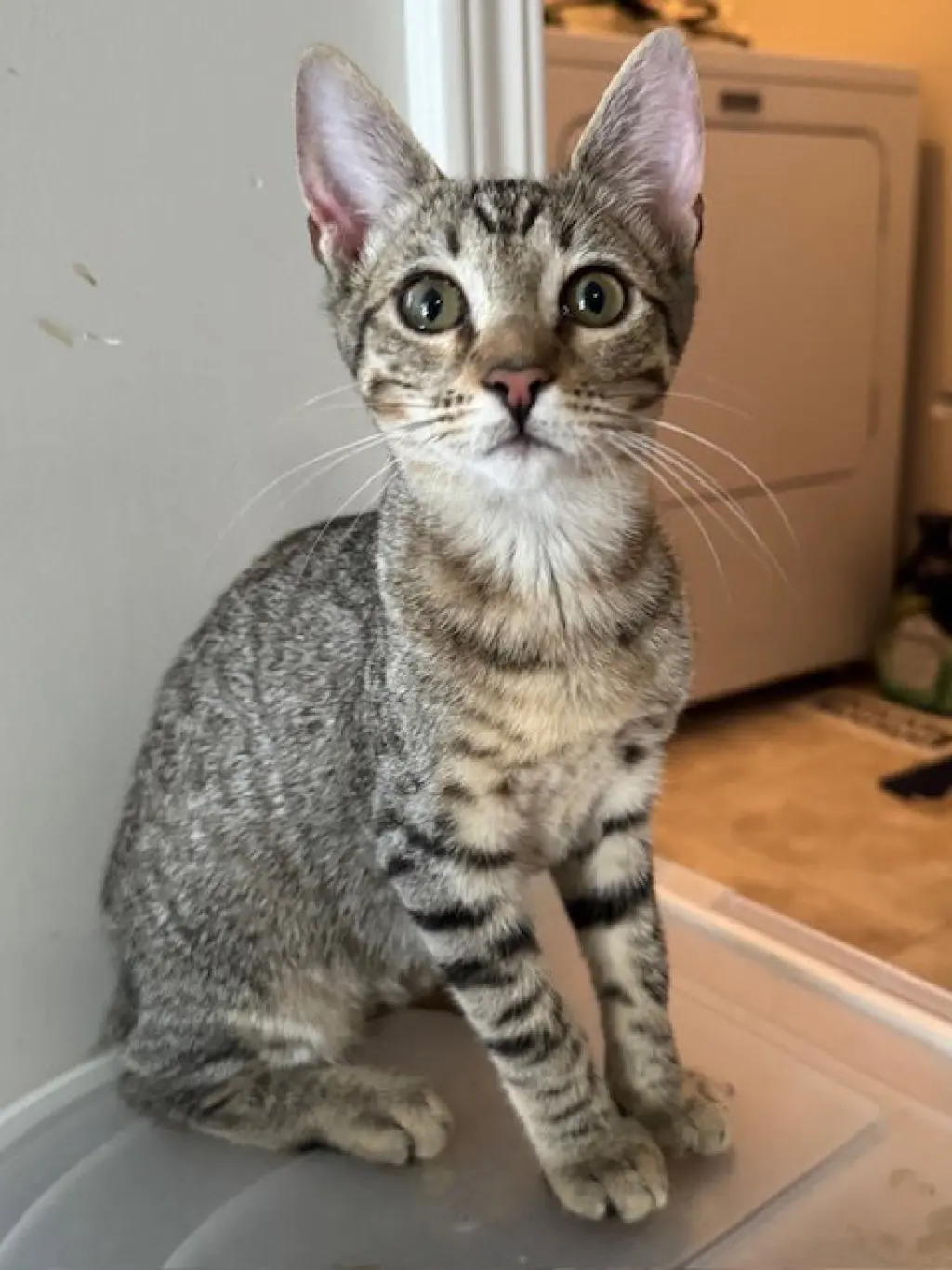 Carlotta