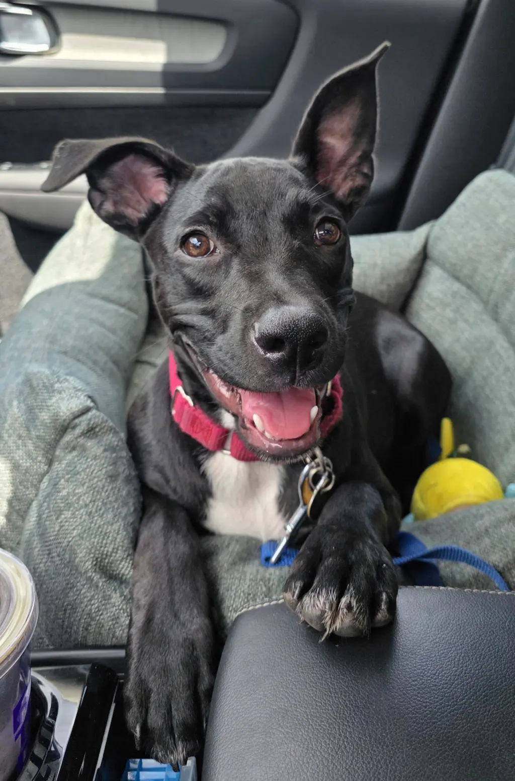 Elphie