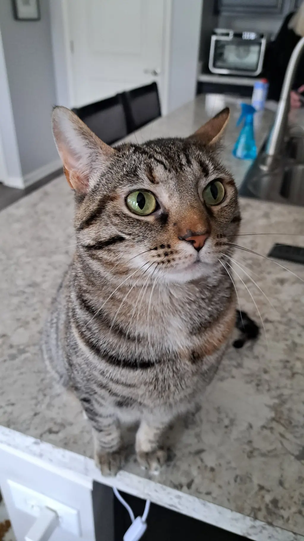CAT - TILLY