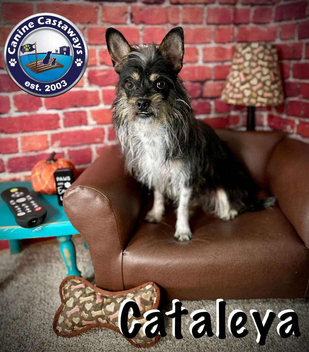 Cataleya