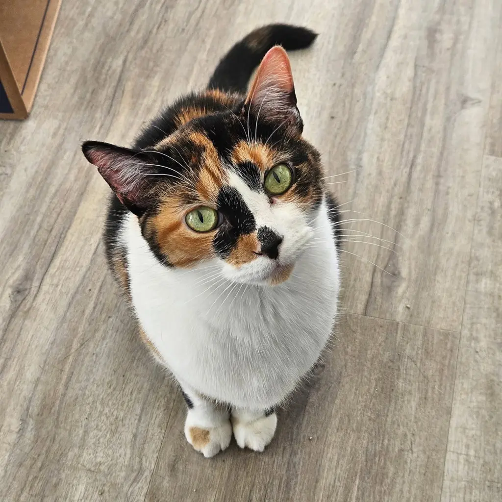 Sylvie