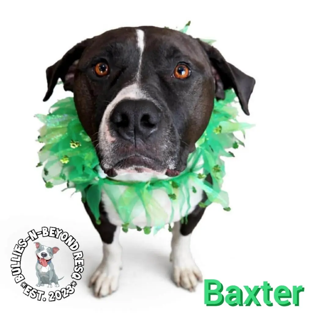 Baxter