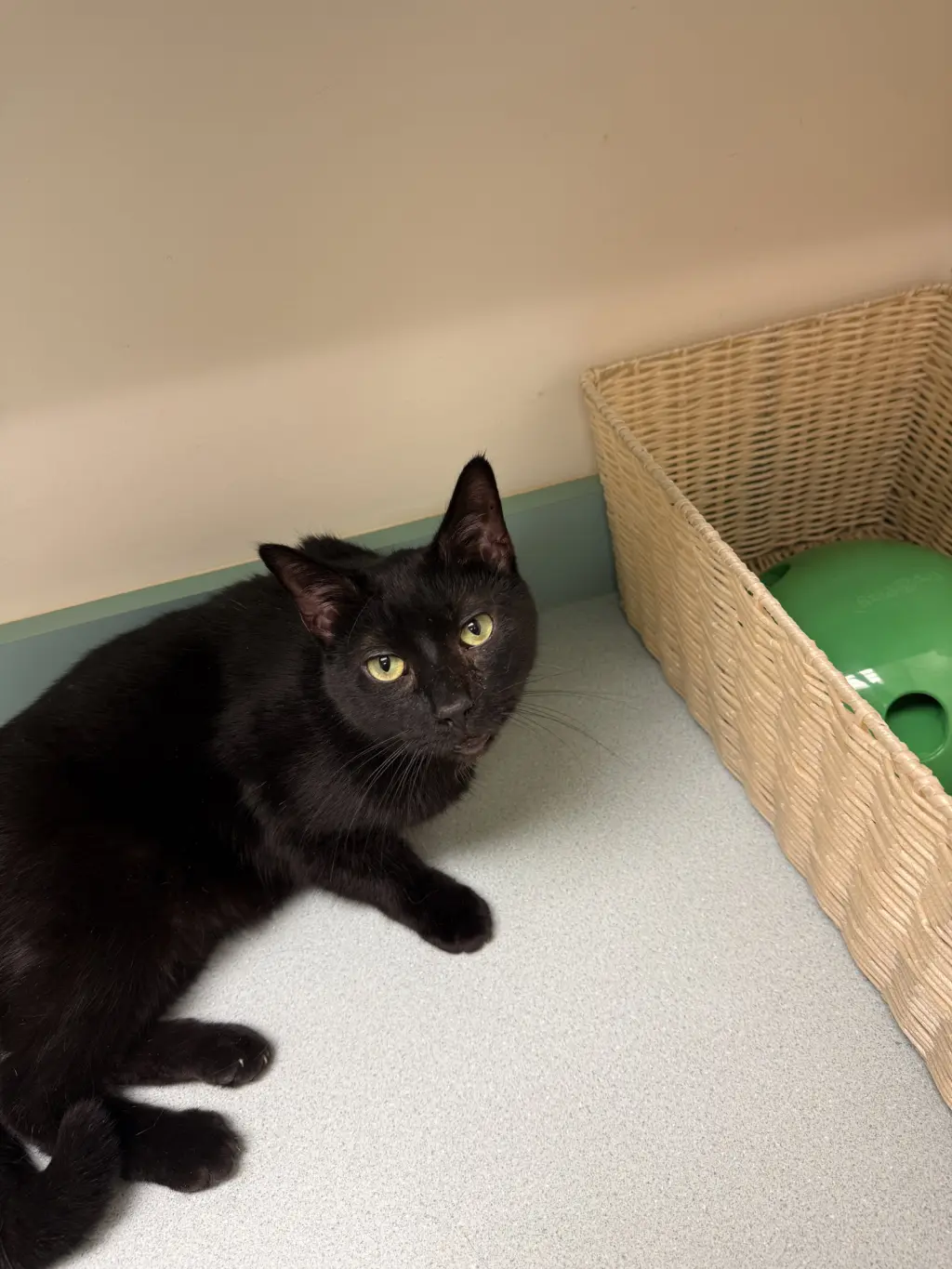 Midnight Blue (Must be adopted w Tilt)