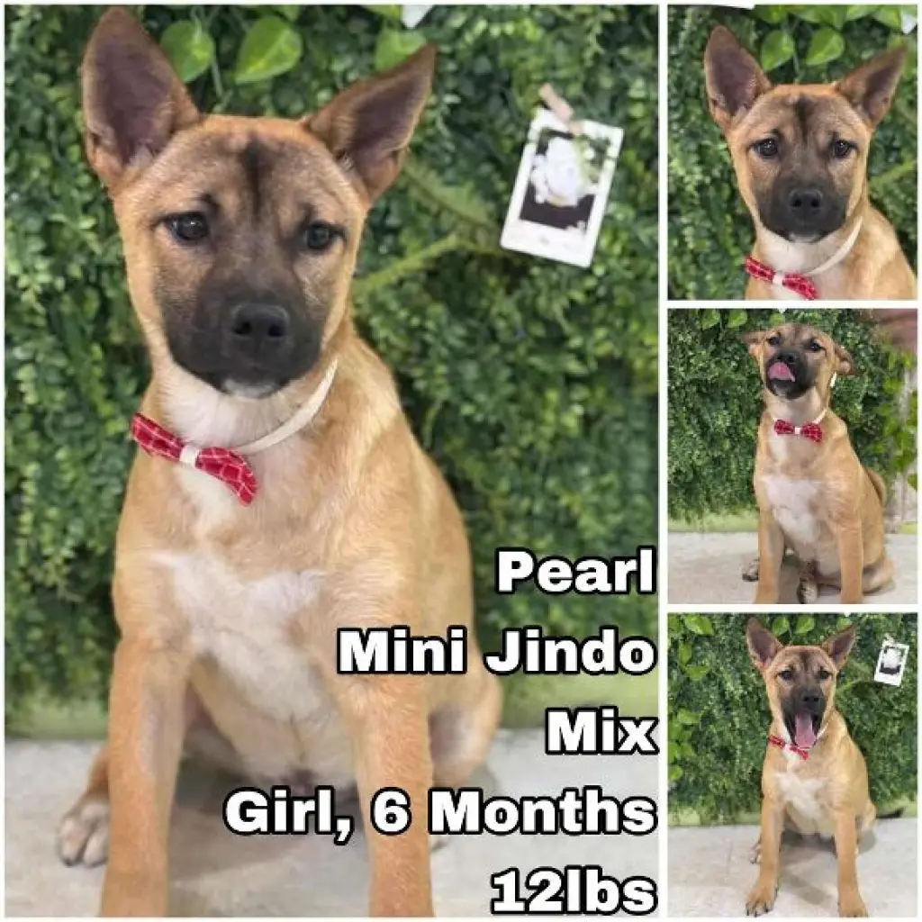 Pearl from Korea