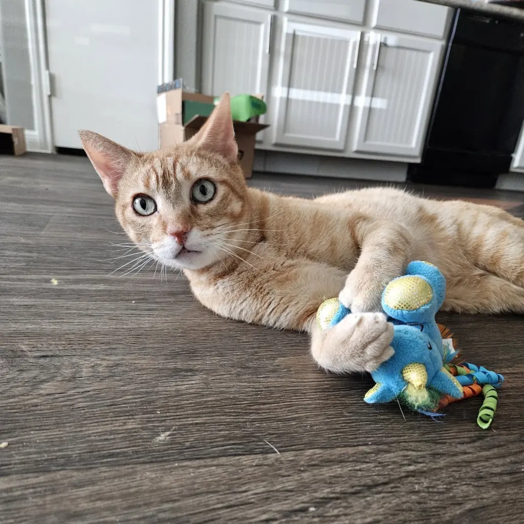 Cuddlebug