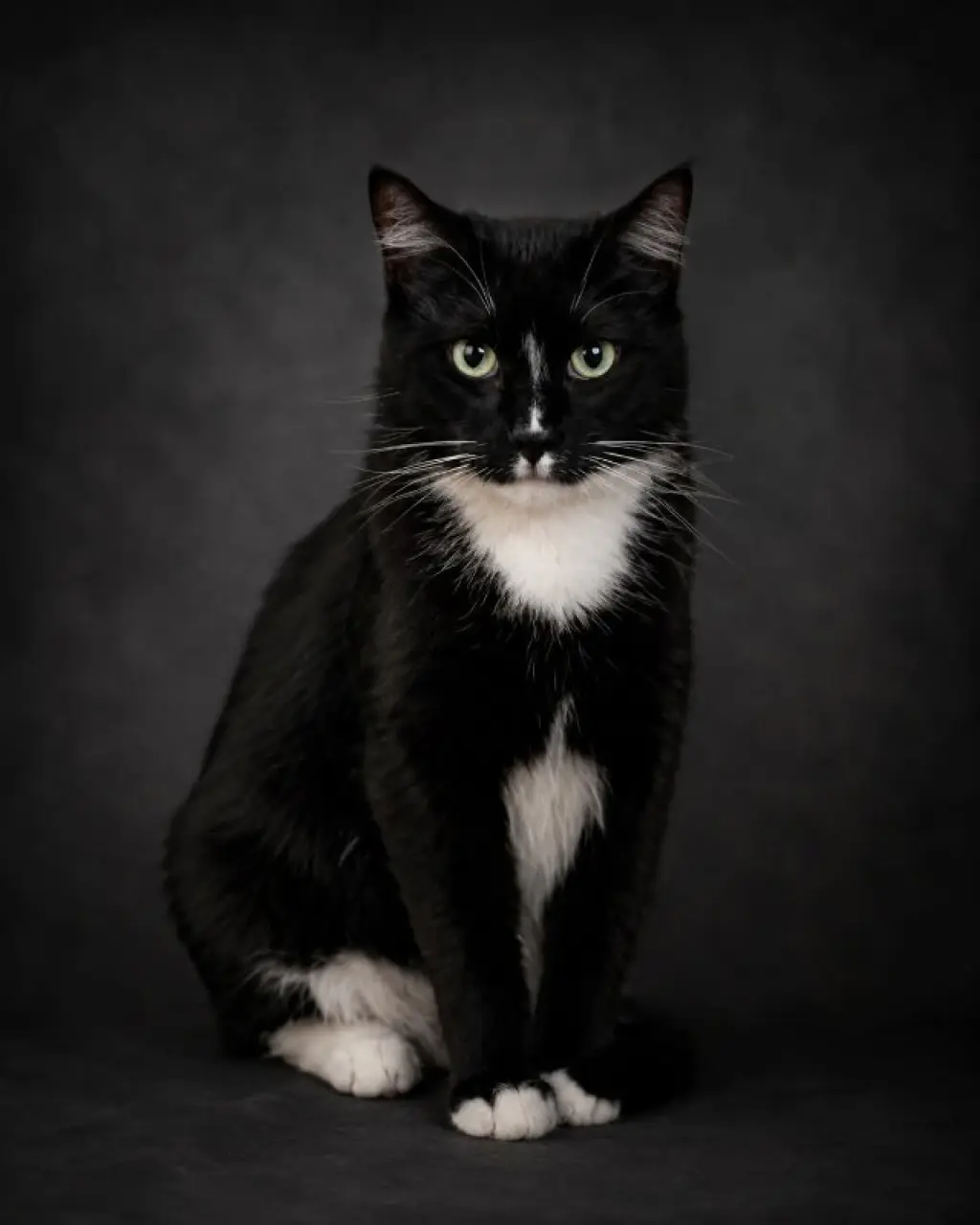 Ray Ray (Foster Cat)