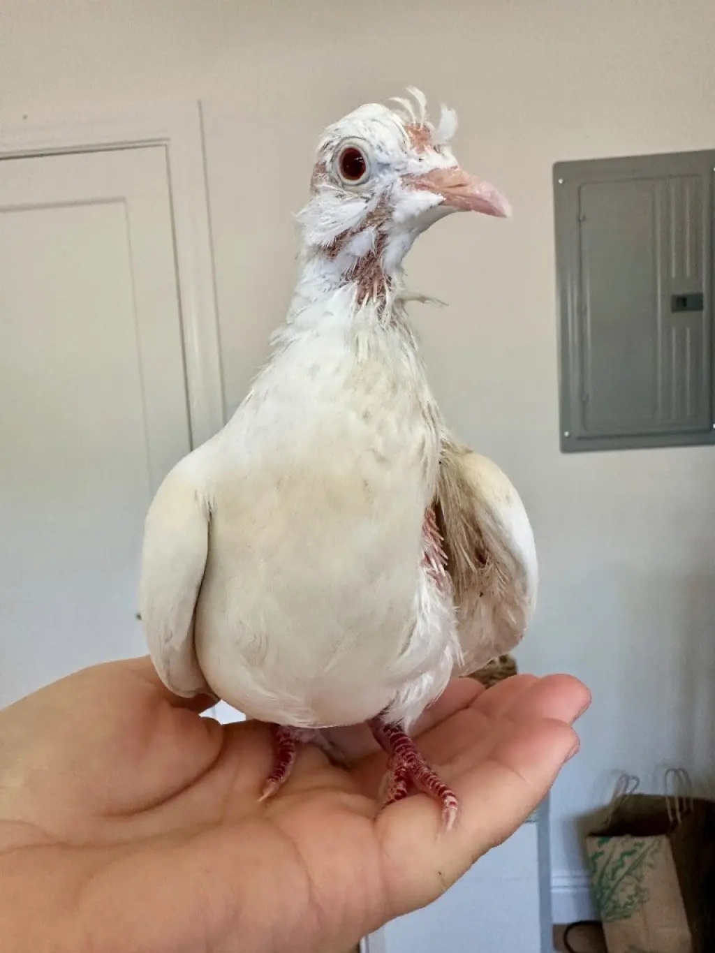 Pip w/Squeak
