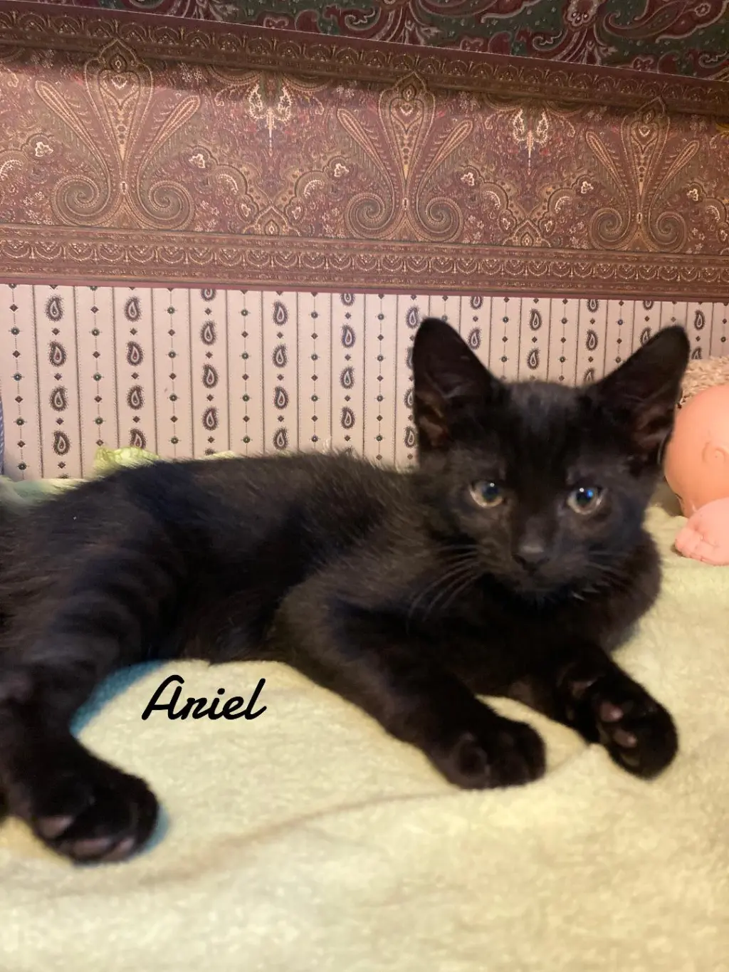 Ariel