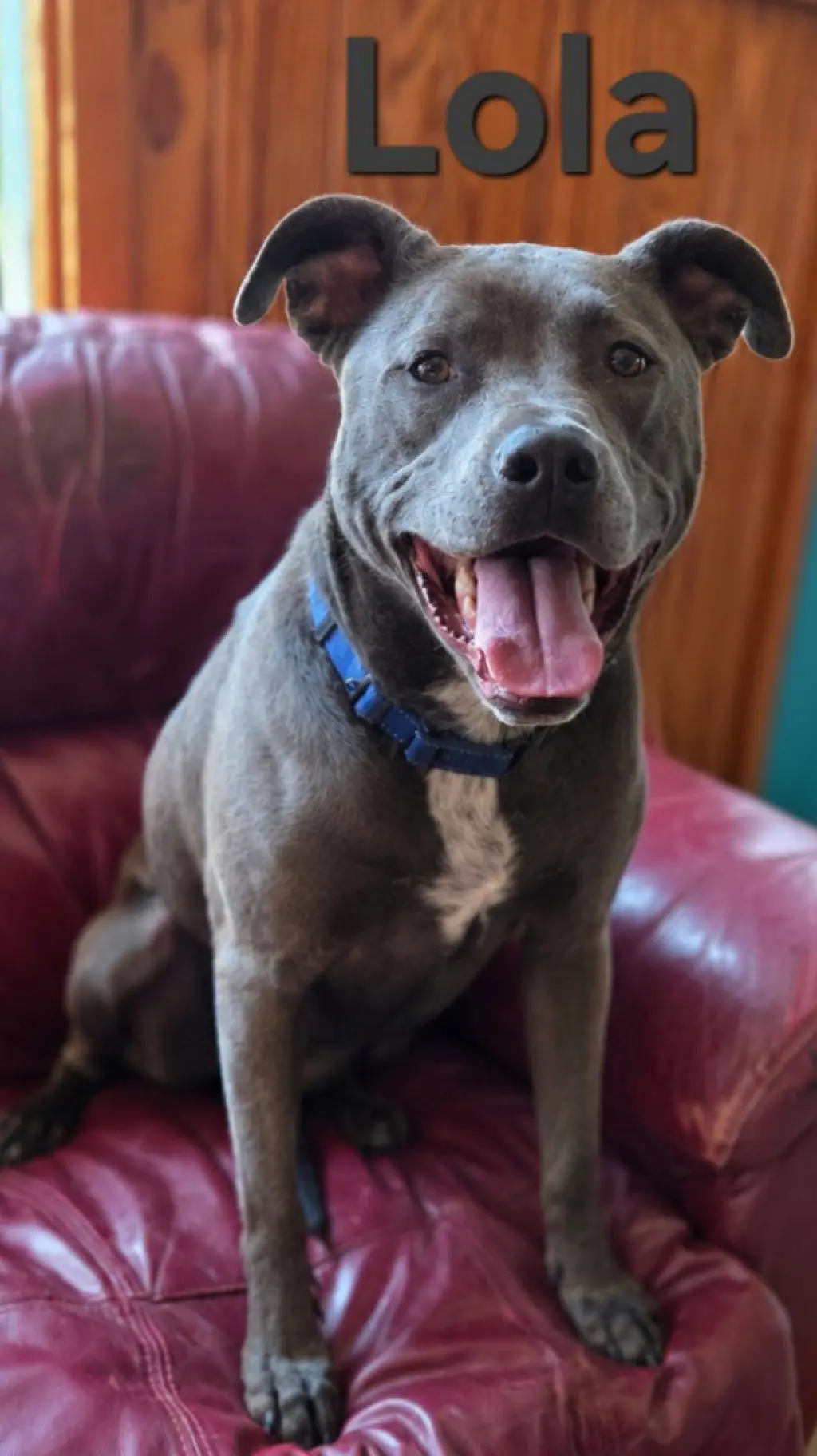 Tiana (Lola)