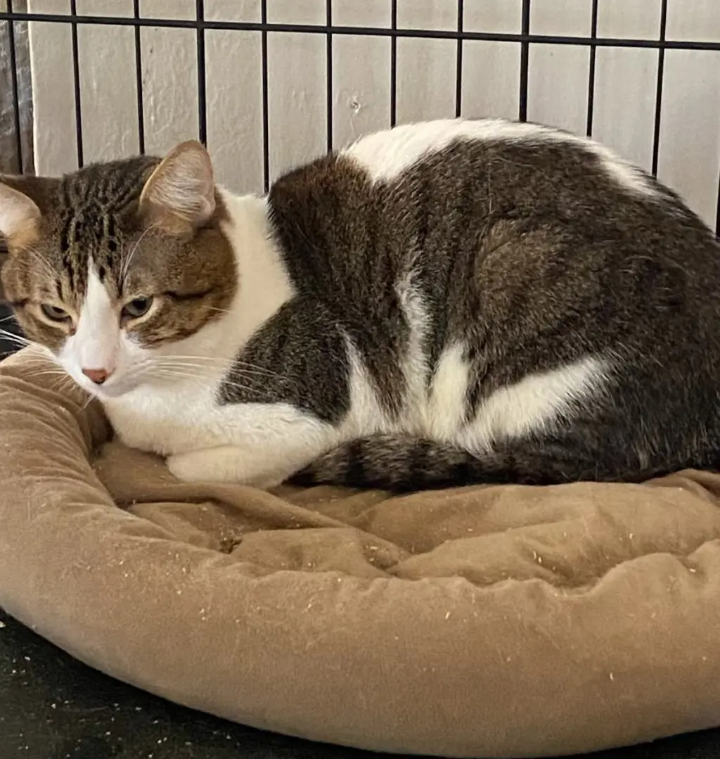 Beau