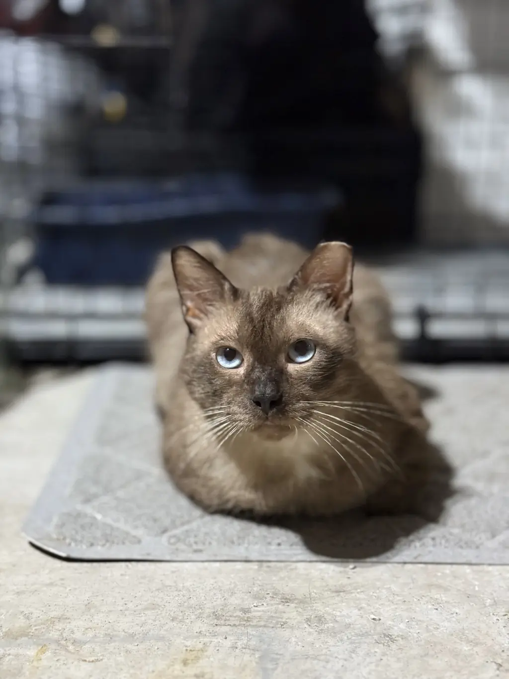 Tito