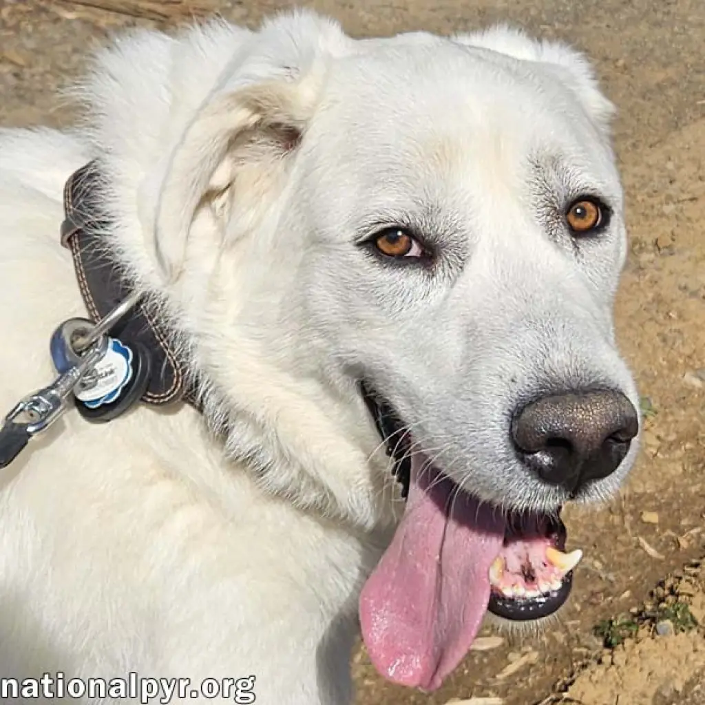 Ray in NJ - Very Loving, Cuddly & Playful!