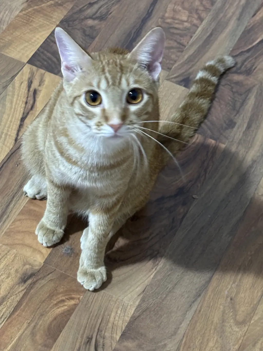 Nemo