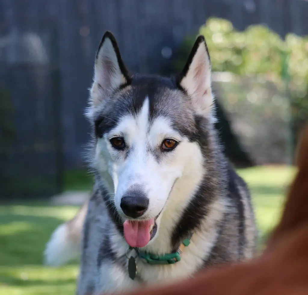 Asha **Courtesy Listing**