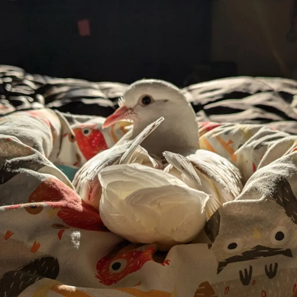 Pogo