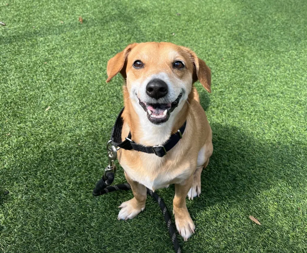 Sparky *ADOPTION FEE WAIVED*