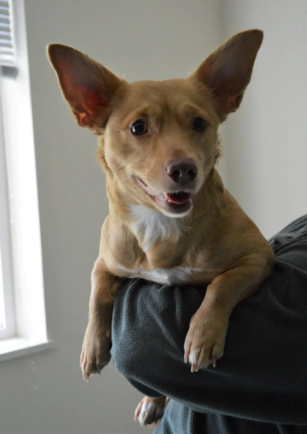 Mia, A Corgi-Dachshund mix