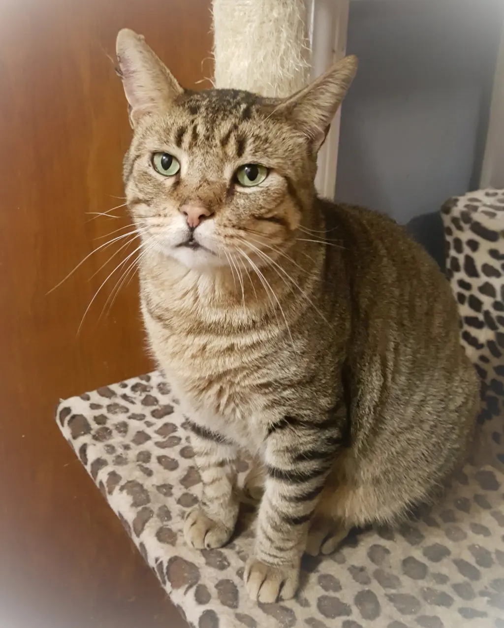 Catsanova