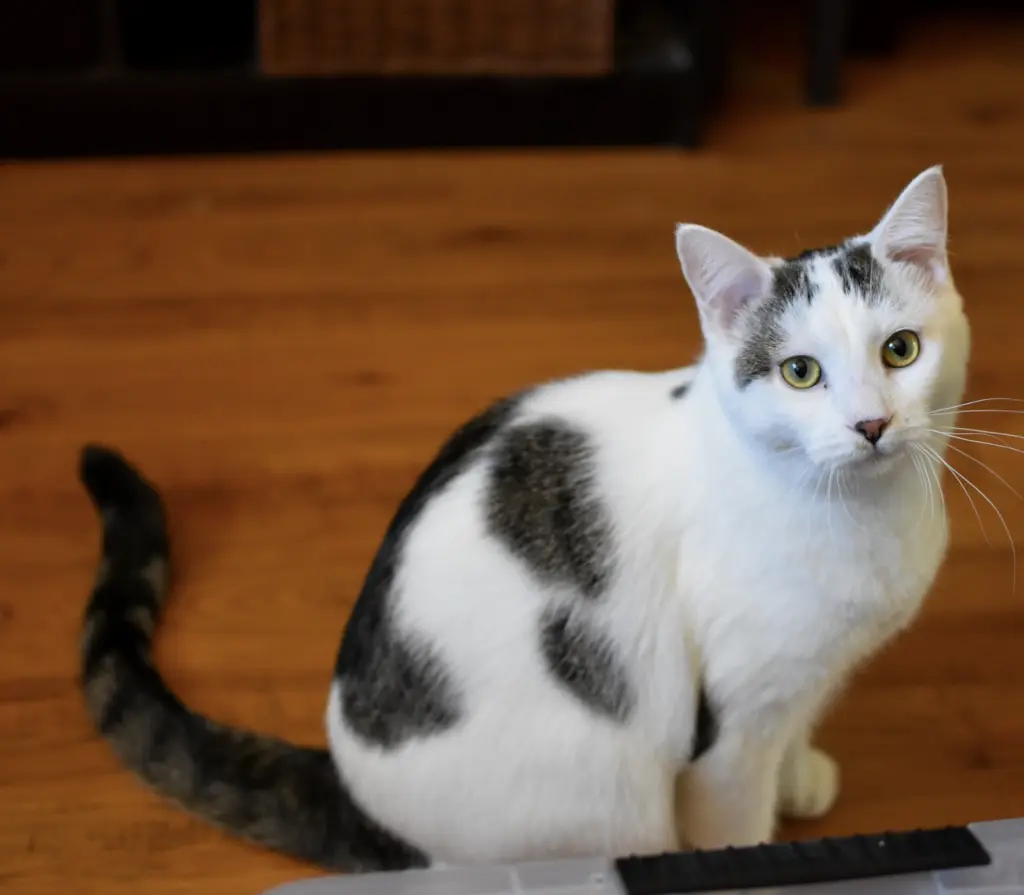 Kenai