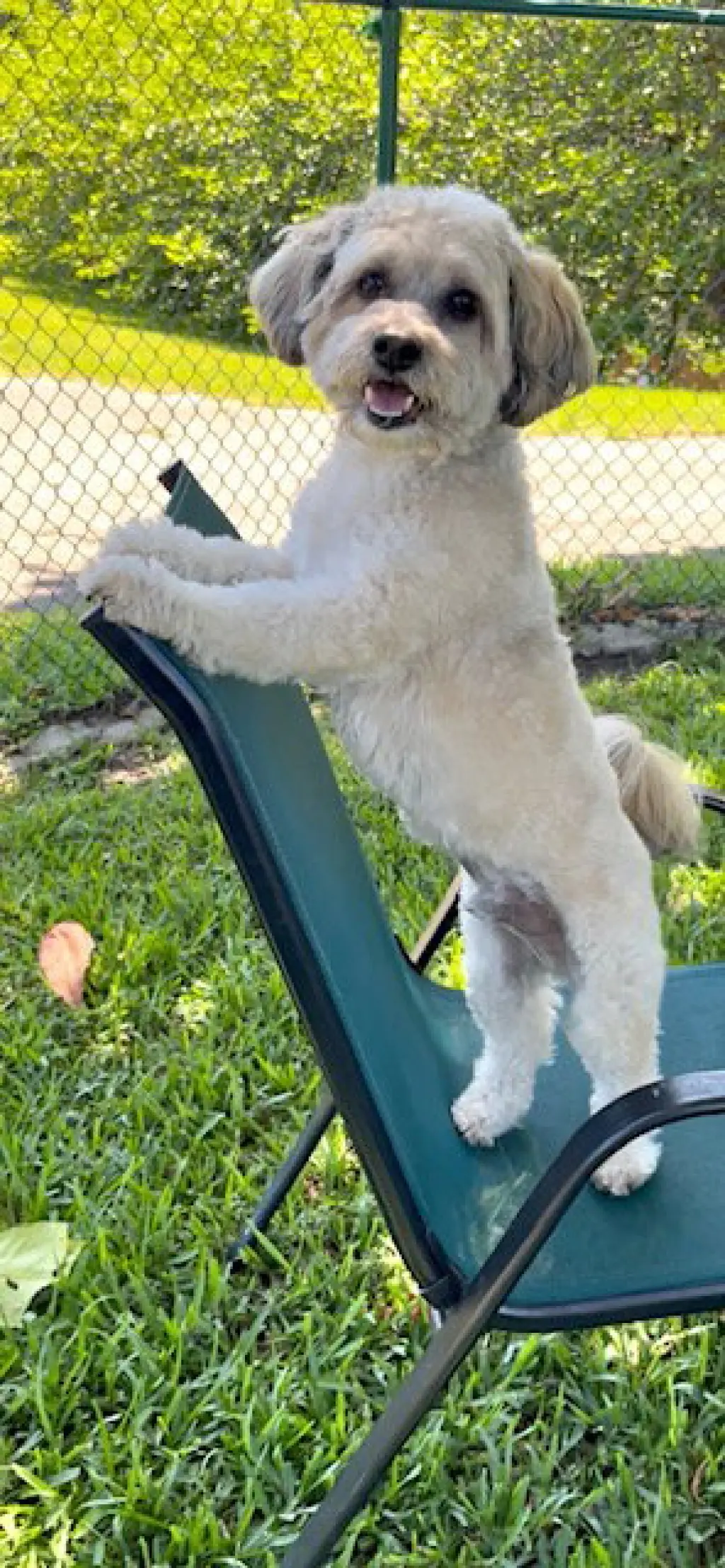 Tino