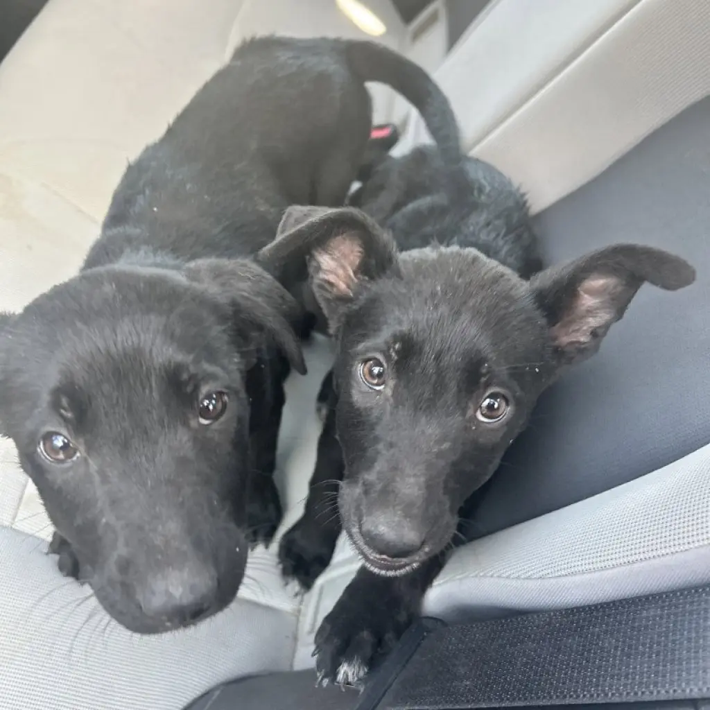 Kiara and Nala