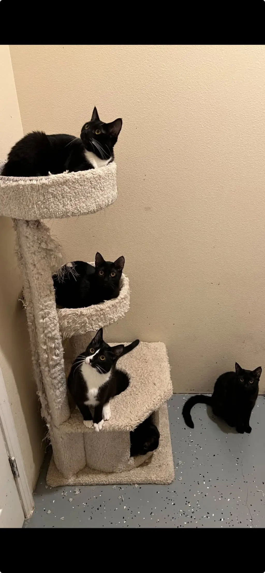 Mini Panthers