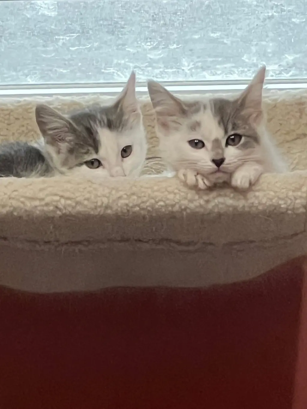 Kittens, kittens, kittens!