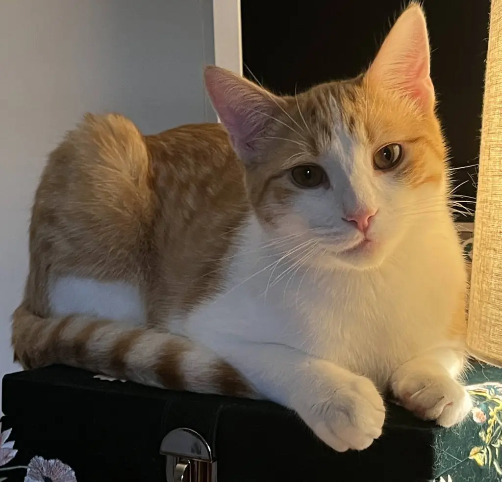 Tangelo