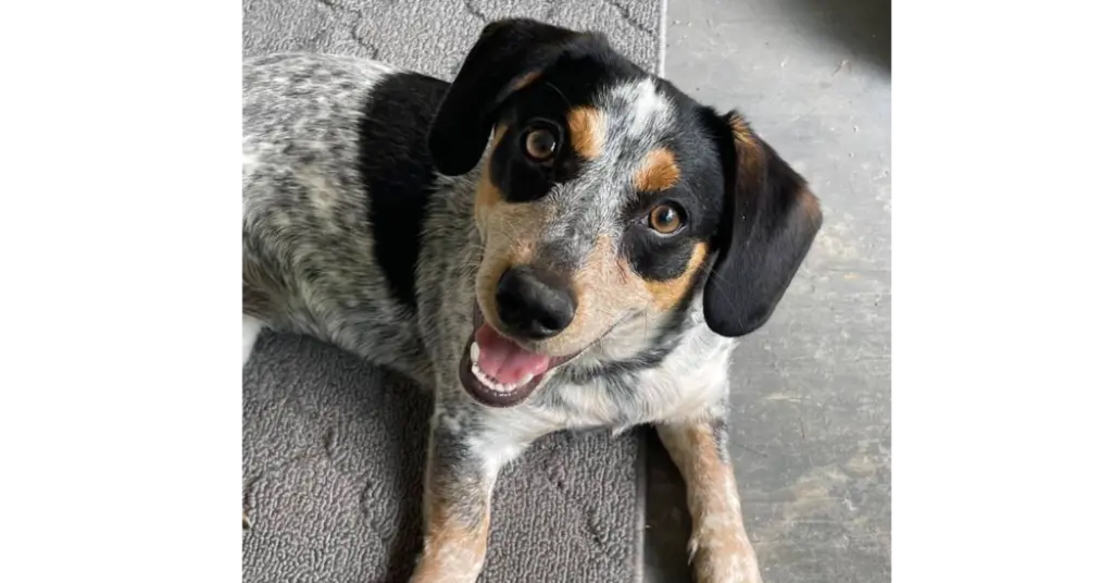 Stella ~