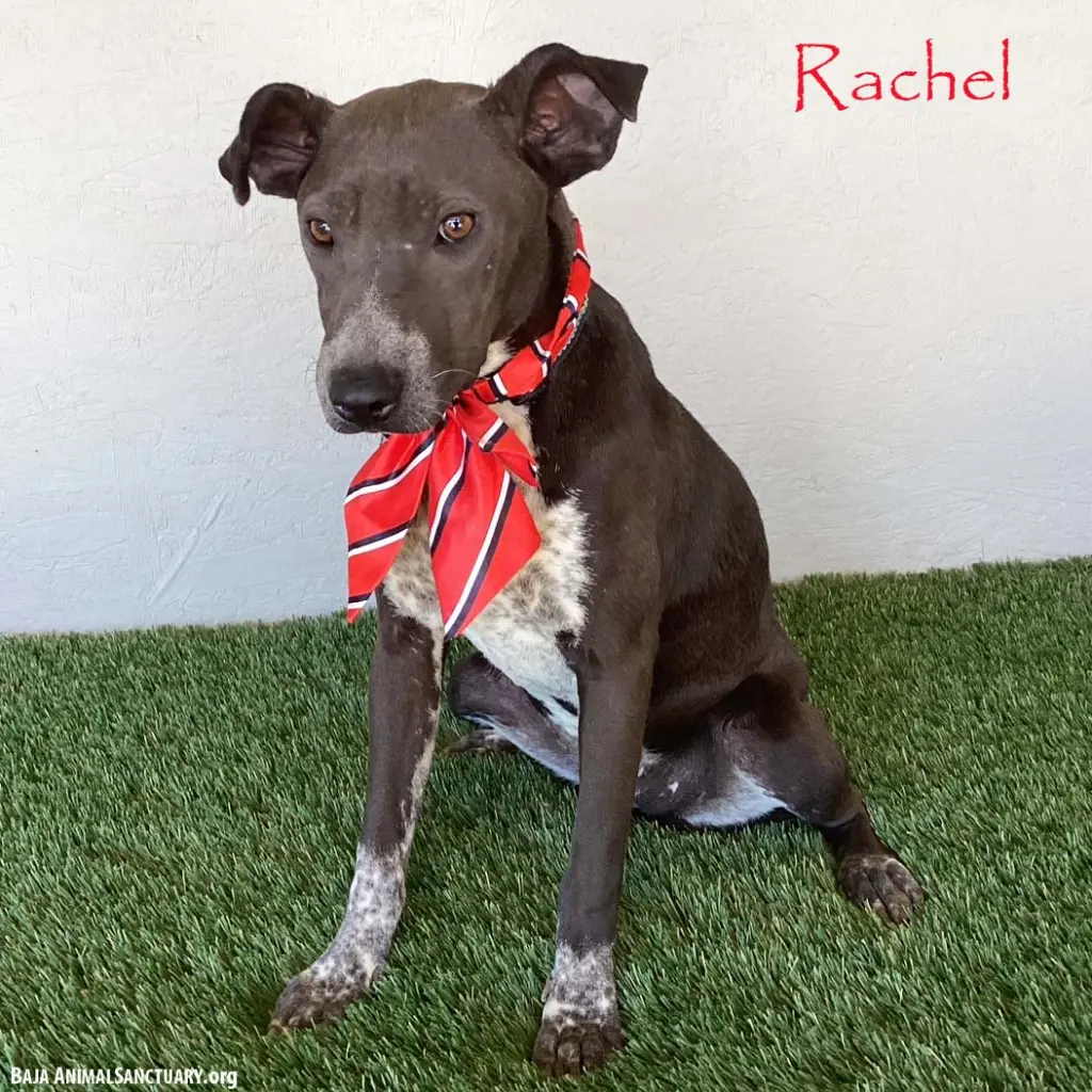 Rachel