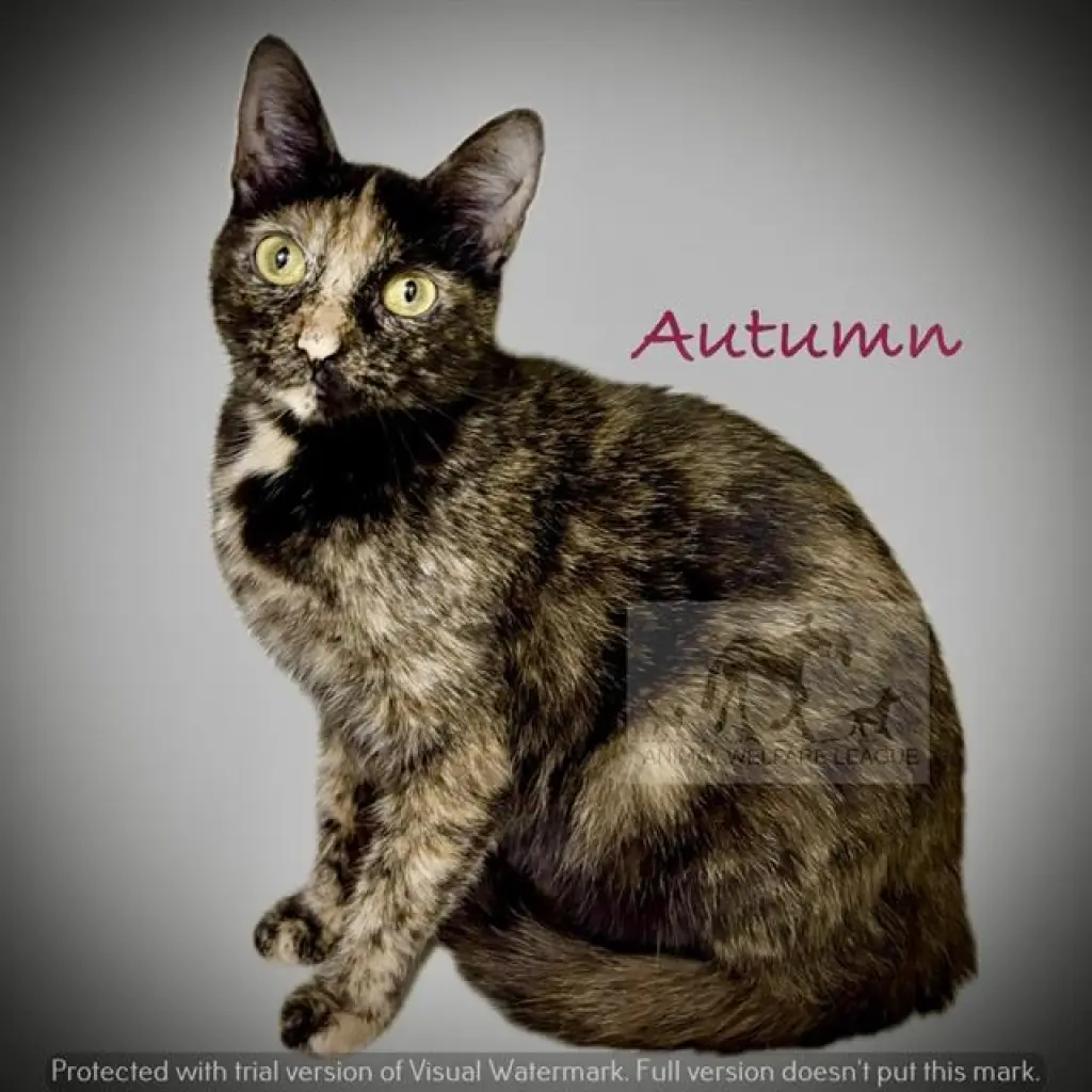 AUTUMN