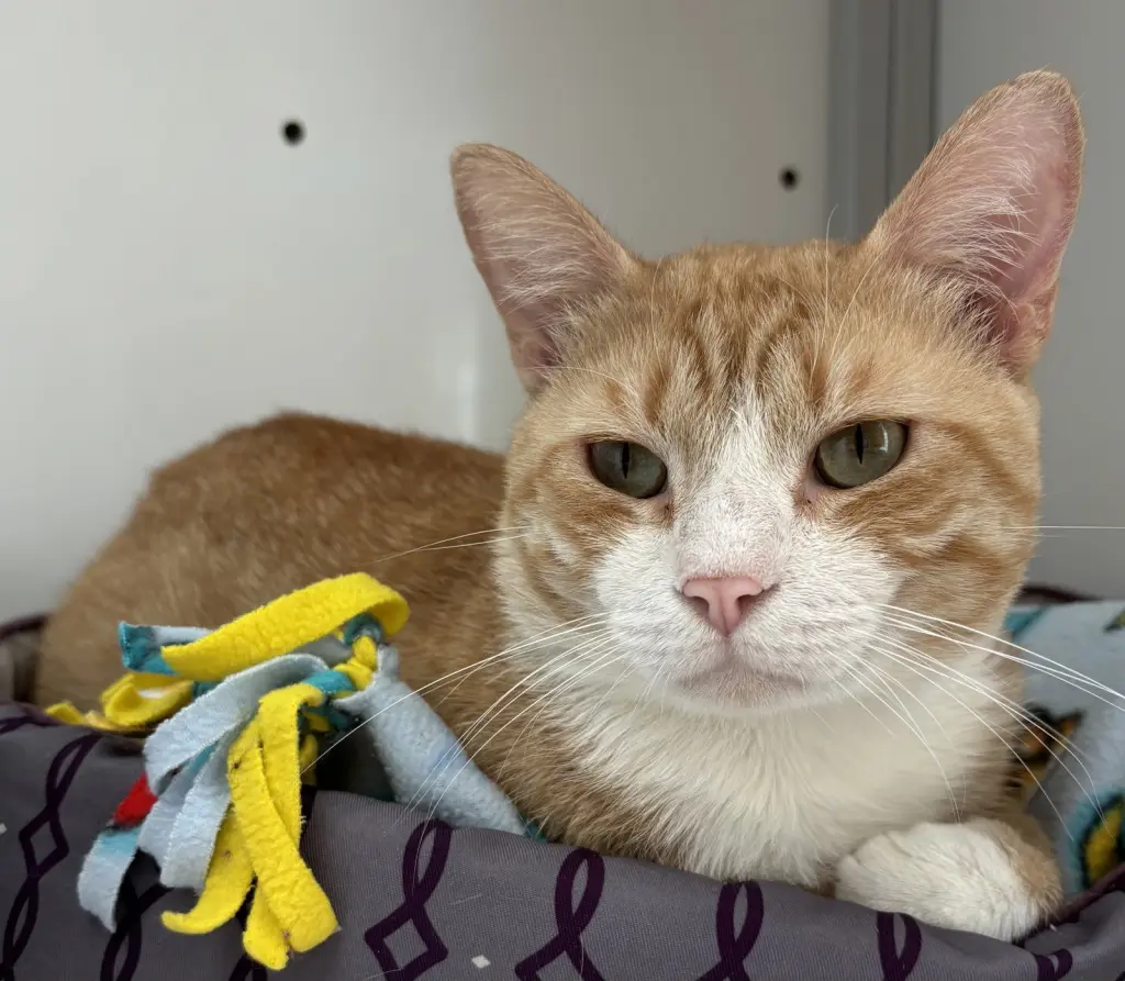 Chance (FIV+)