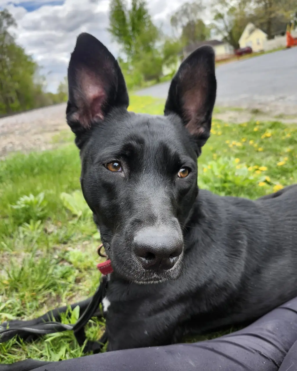 Kato