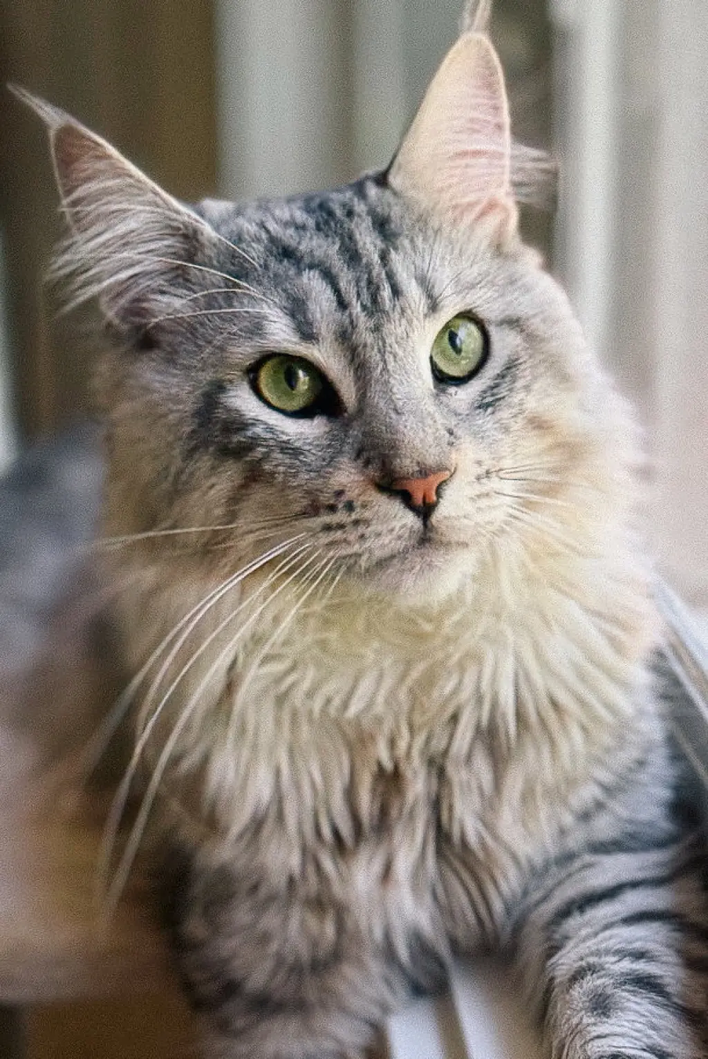 Viggo