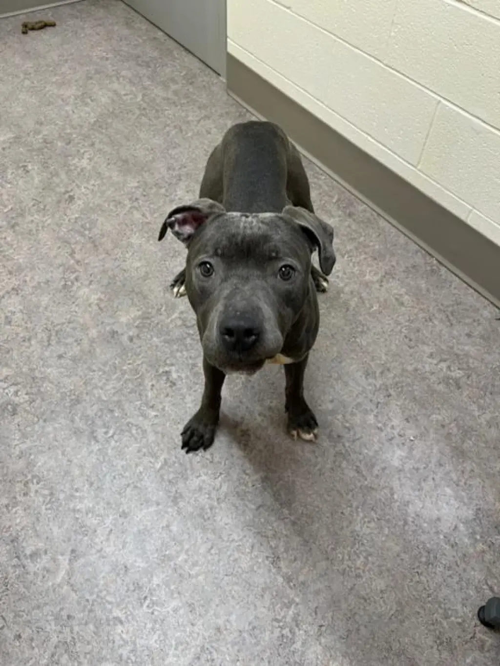 ZEUS