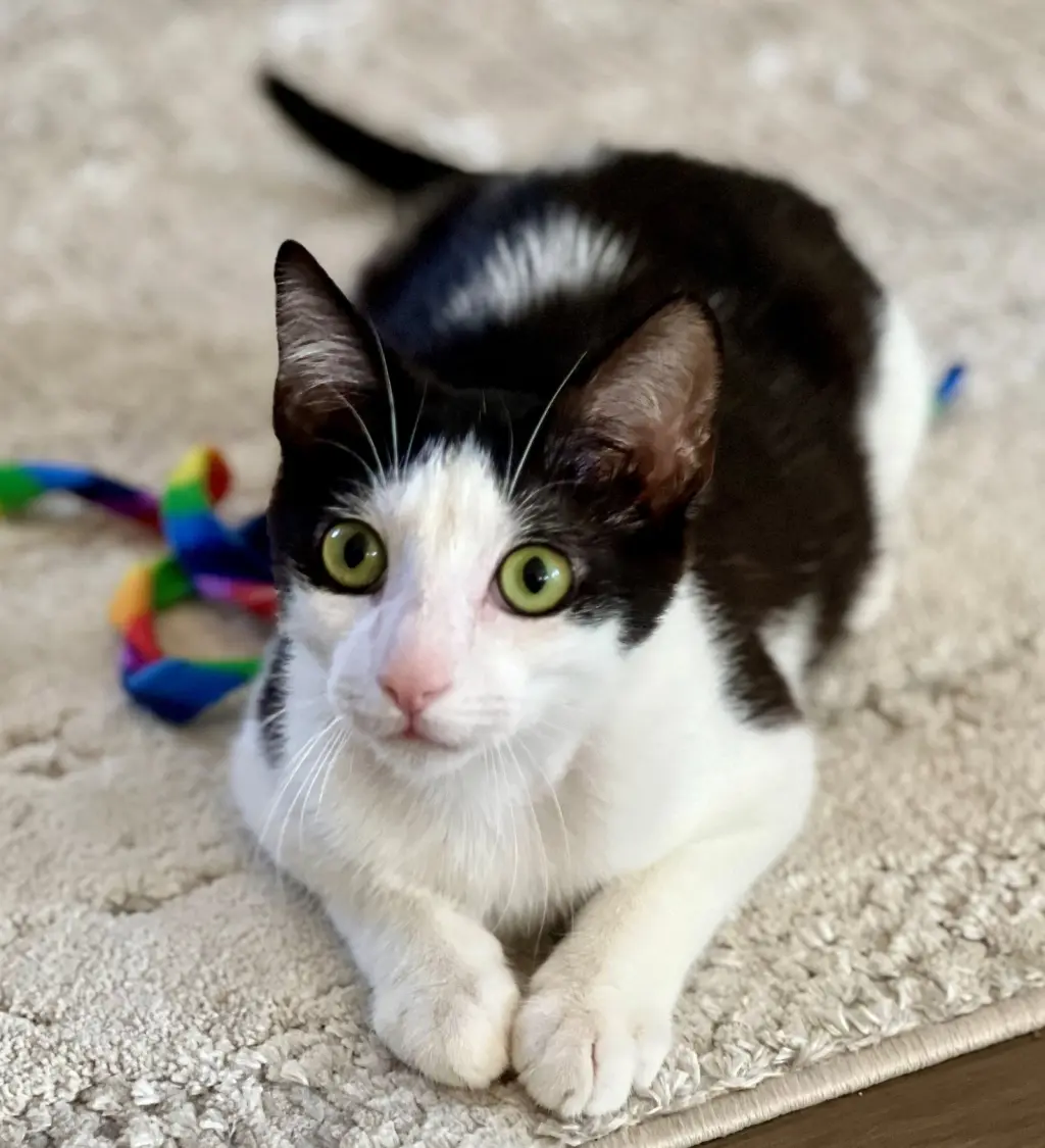 Bowie