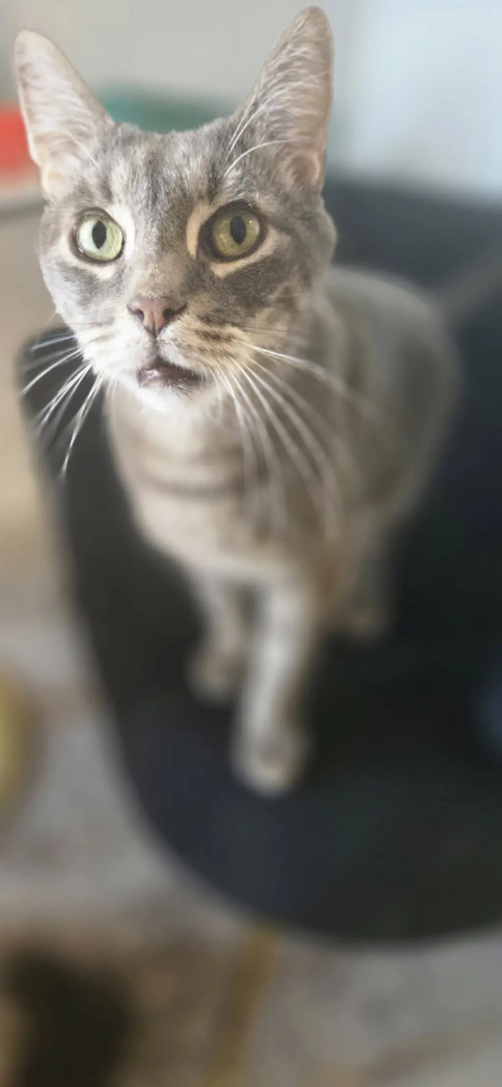 Bootsy