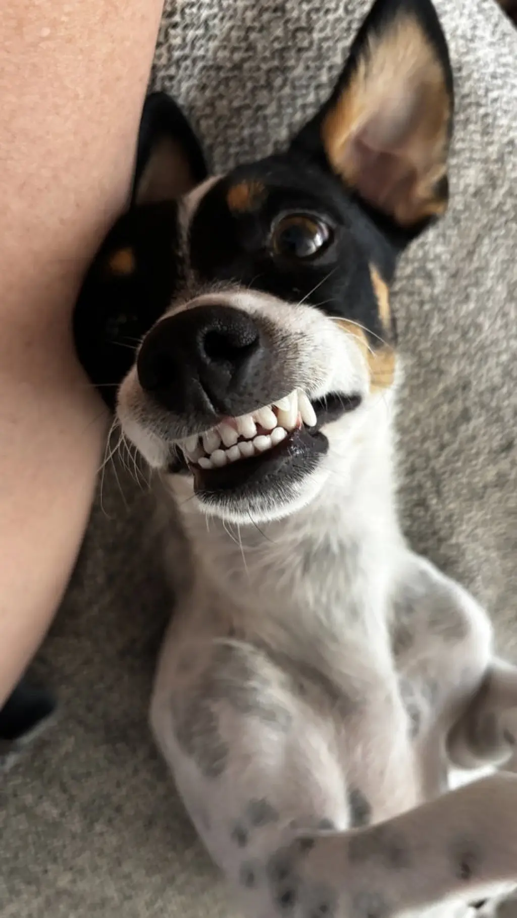 Pete