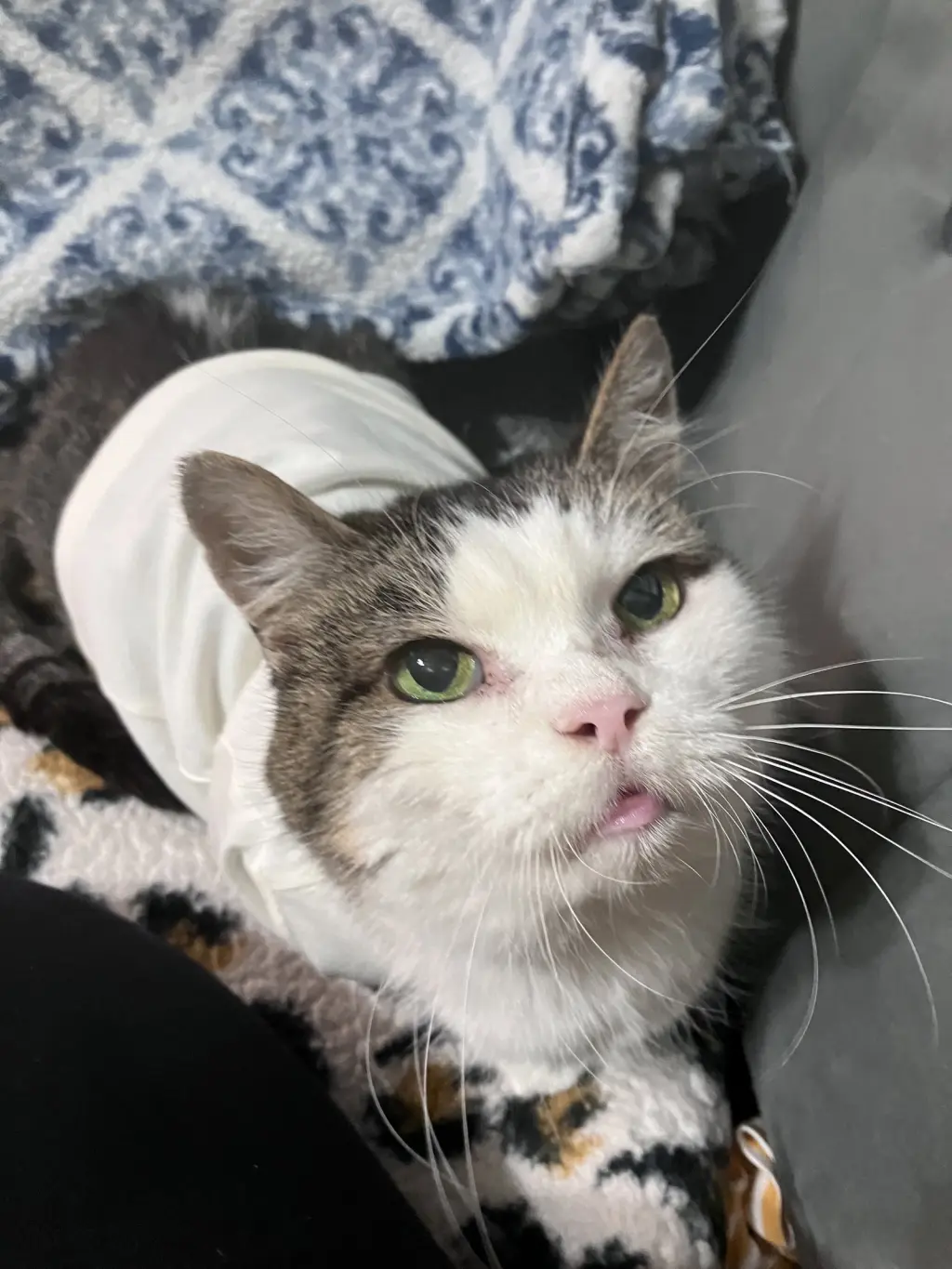 Princess (FIV+)