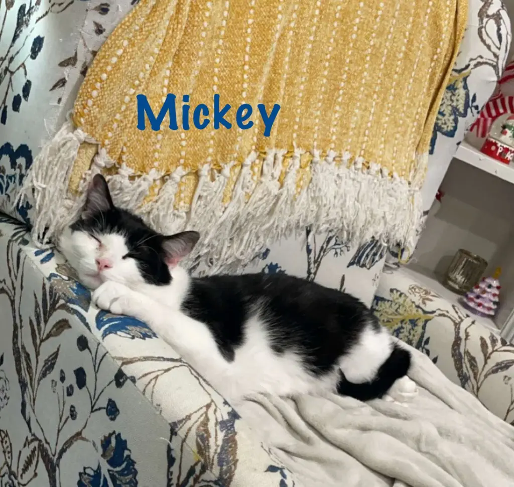Mickey w/Matthew Willow Grove (FCID 11/07/2022-46)