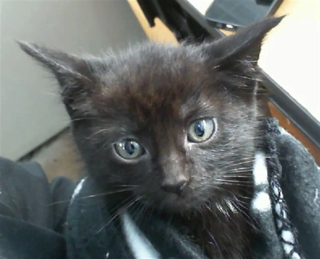 PIPER
