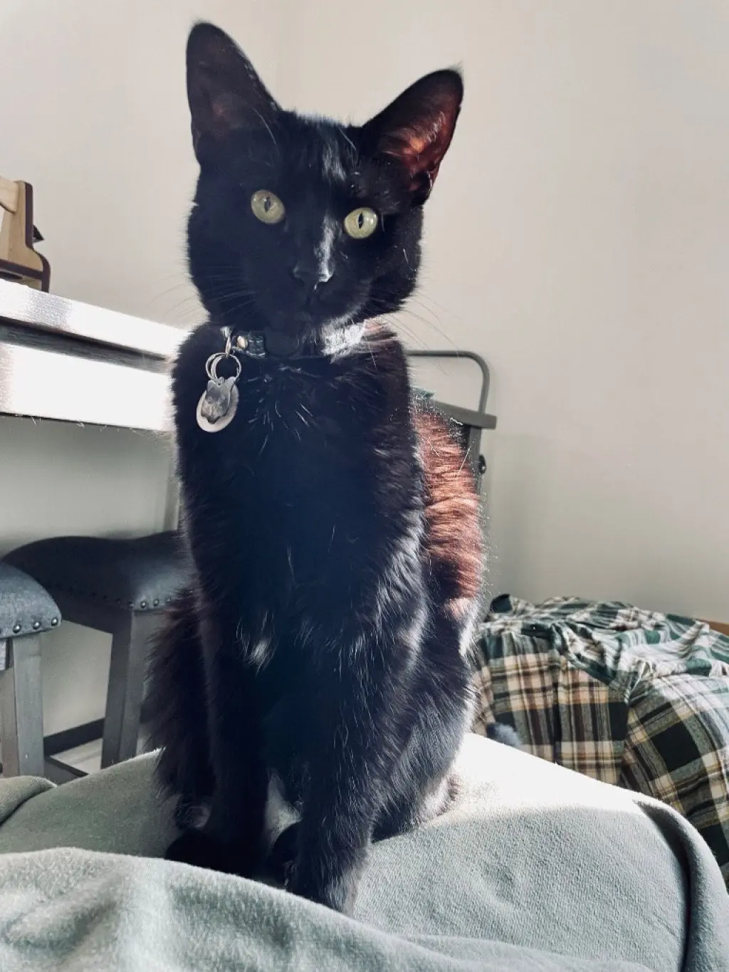 Nova (Courtesy Post)