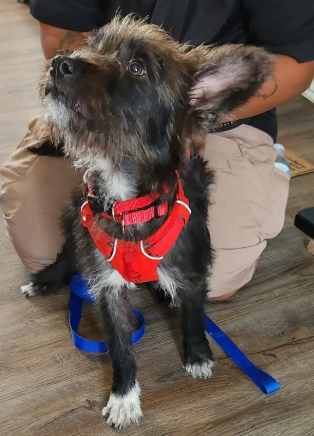 Jock *Adoption Pending*