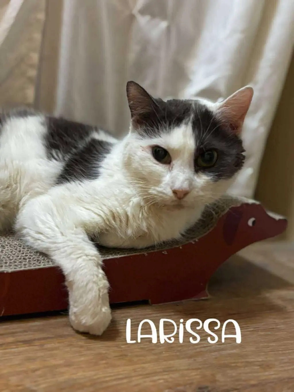 Larissa