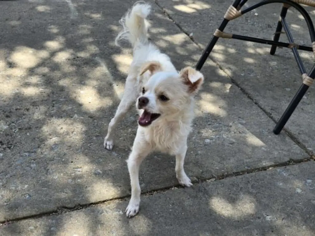 QTIP