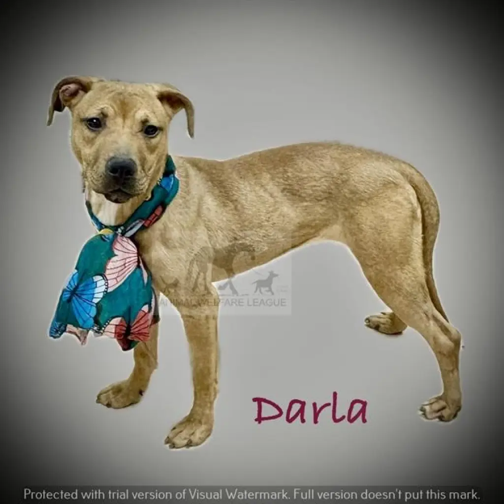 DARLA